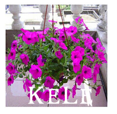 100 semi della pétunia -Black Velvet Petunia, varieté rare, Hardy, balcon dur, fleur cortile, 22 4HWOJZ