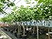 gruenwaren jakubik kompakter Feigenbaum 150-180 cm Obstbaum, winterhart, Ficus Carica, Feige