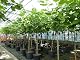Winterharter Feigenbaum Ficus Carica kompakt 150-180 cm