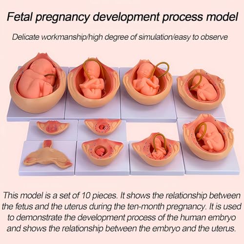 Modèles de grossesse fœtus AMITD pour illustrer l'évolution utérine - 3