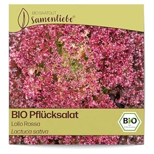Samenliebe BIO Pflücksalat Lollo Rossa Samen