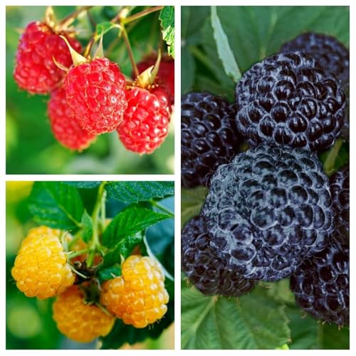 510 Mixed Raspberry Seeds for Planting, Red, Gold and Black Raspberry Fruit Seeds, Non-GMO Heirloom Perennial Berries for Home Garden