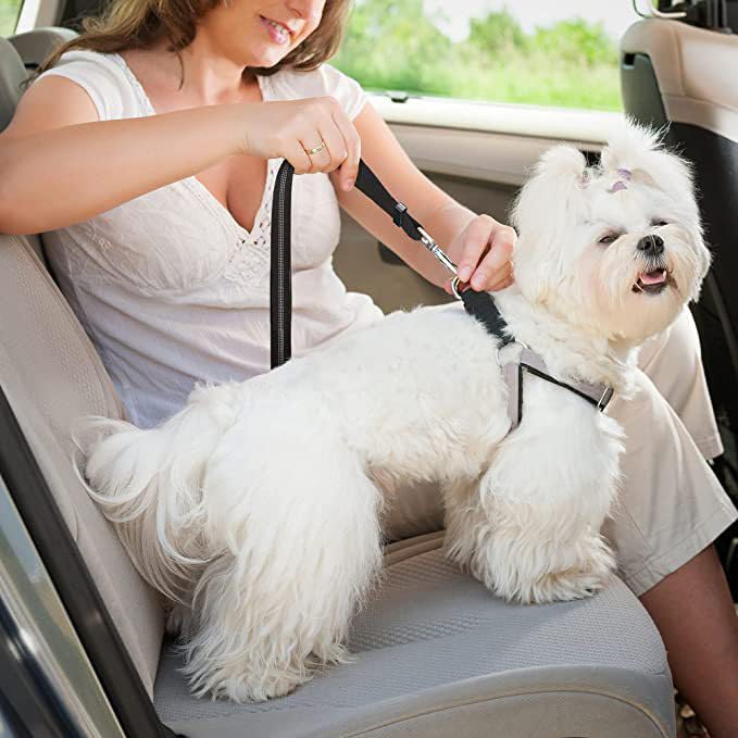 Ceinture De Sécurité Pour Chien Voiture Avec Absorption Des Chocs Durable Réglable Elastique