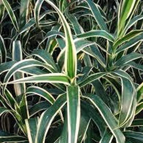 NurseryNature Dracaena Angustifolia Flora Fauna Plant : Amazon.in ...