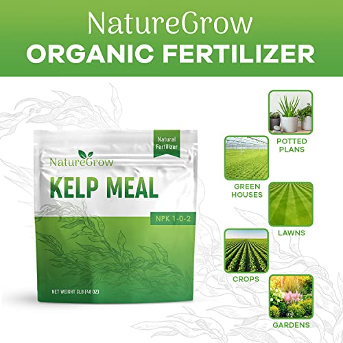 Kelp Meal alimento natural para plantas 2 lb miniatura 3