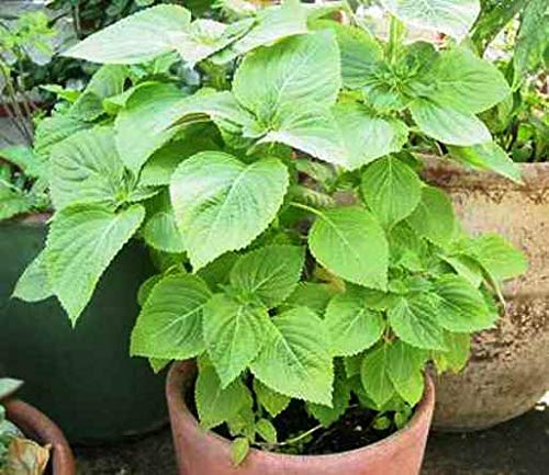 See full amazon price history chart for ANTIER PERILLA SHISHO GREEN HERB SEEDS (AVG 30-50) SEEDS X 3 PACKET ANTIER PERILLA SHISHO GREEN HERB SEEDS (AVG 30-50) SEEDS X 3 PACKET (B09K45X9ZY) Amazon Price History, Amazon Price Tracker