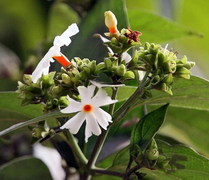 Image of Live Parijaat Harsingar Plant with Pot | Night Flowering Shiuli Tree | Indoor Outdoor Flowering Plant for Home Garden & Balcony