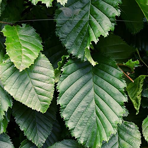 Hainbuche Carpinus betulus 150-175 cm. 10-500 Buchen. Winterharte Heckenpflanzen - 40 St. (ca. 9 Meter)