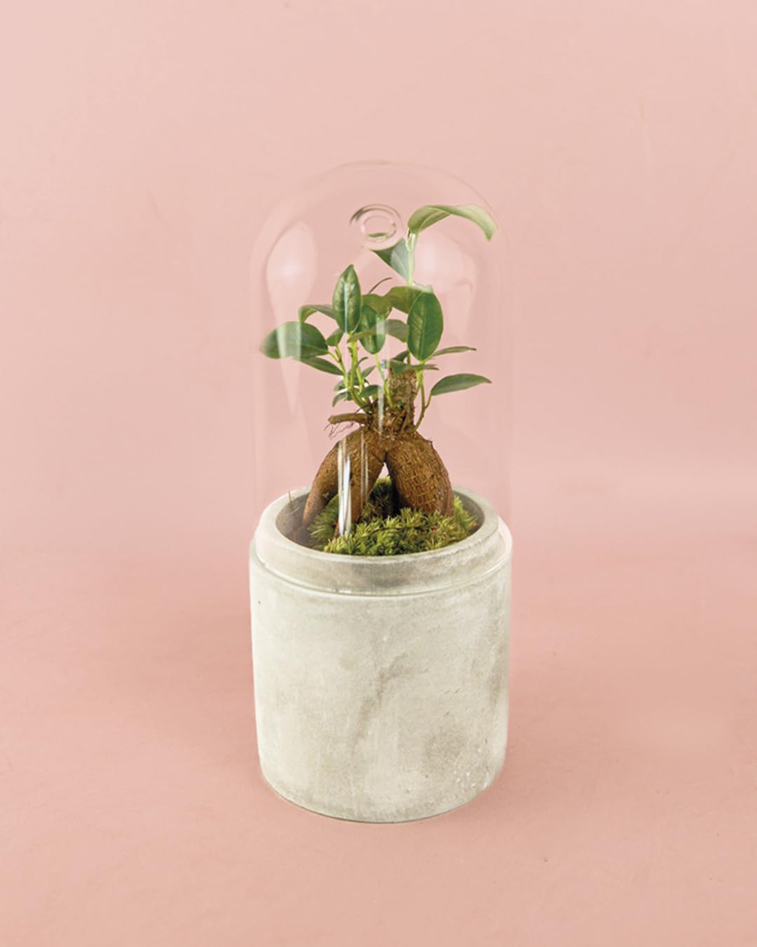 PUR PLANT Ficus Microcarpa Mini | Bonsai Natural De Interior Resistente y Purificador | Ideal para Terrarios y Espacios Pequeños | Plantas Naturales Interior y Hojas Brillantes | Maceta De Ø6 cm — view 7