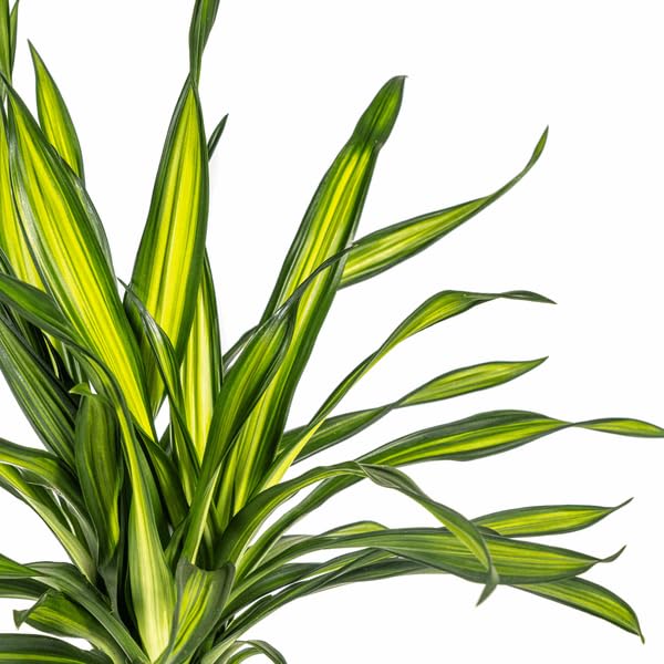 Dracaena deremensis Rikki Drachenbaum 70-90cm 19cm Zimmerpflanze pflegeleicht grüne Blattpflanze für Wohnzimmer Büro Flur dekorative Grünpflanze
