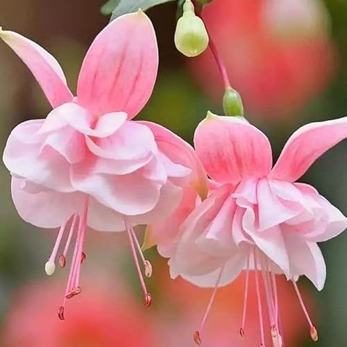 Double Pink Fuchsia Plant, 3 to 6 Inch Tall Fuchsia Plants Live, Perennial Hardy Colorful Flowers