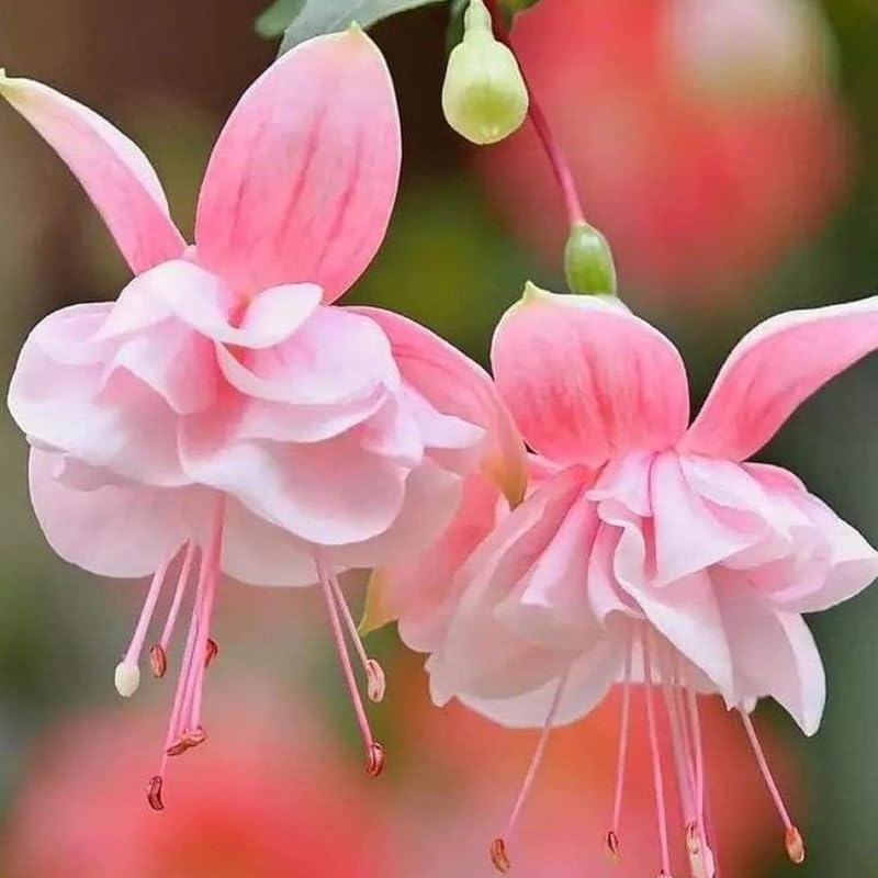 Double Pink Fuchsia Plant YOKEBOM