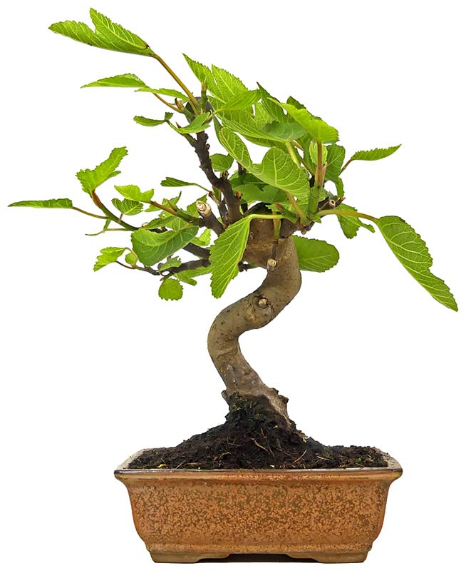 Bonsái de Higuera con Maceta Decorativa Ideal para Coleccionistas o para Regalar