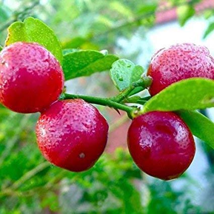 See full amazon price history chart for Creative Farmer Rare Red Lemon Tree Seeds High Survival Rate Fruit Seeds- Eco Garden Pack Creative Farmer Rare Red Lemon Tree Seeds High Survival Rate Fruit Seeds- Eco Garden Pack (B07VVRX1M5) Amazon Price History, Amazon Price Tracker