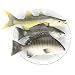 ZUINIUBI Fake Fishes Realistic Fish Playset Model Lifelike Food Prop