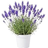 2 English Lavender Plants Live, Garden Flower Plant, 3 Inch Tall