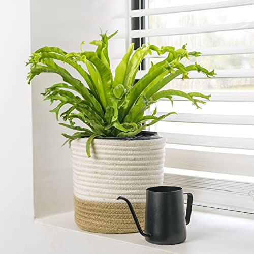 Perfect Plants Birds Nest Fern 'Leslie' 6In. In Midniight Blue Décor Pot | Asplenium Nidus 'Birds Nest' | Easy Care Houseplant | Perfect For Low To Moderate Light Conditions | Low Mantainence #TOP3