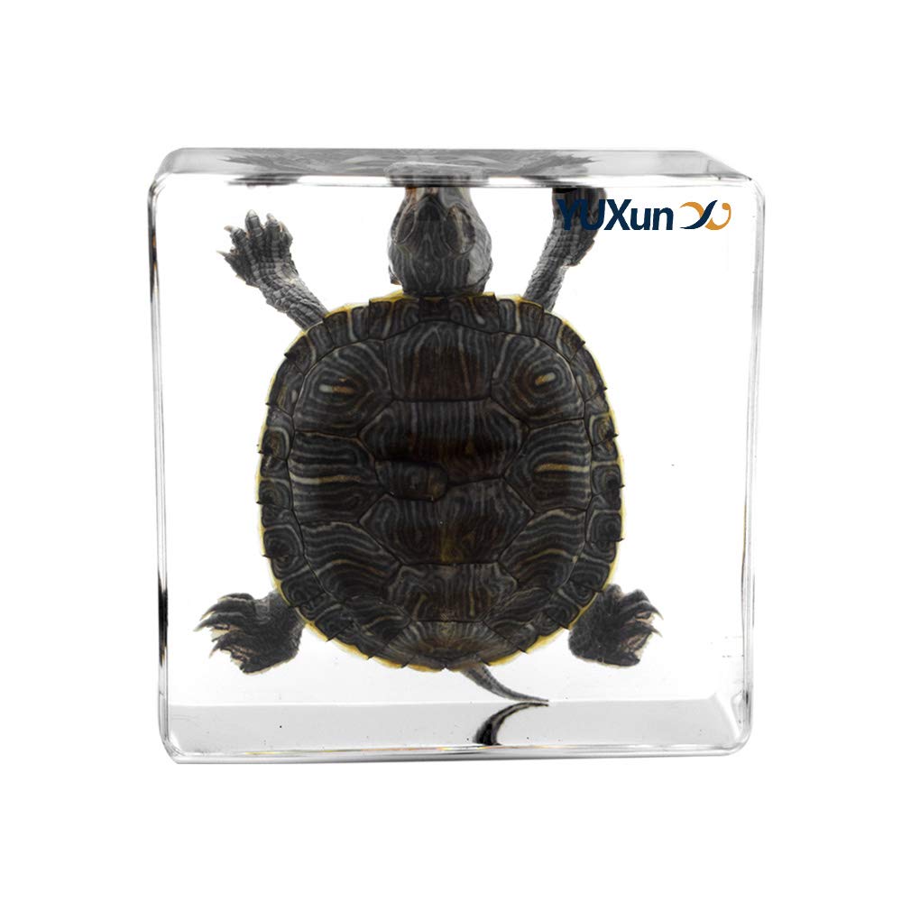 Real Turtle Specimen Paperweight Brazil Turtle Tortoise Animal Specimen Science Classroom Specimen foe Science Education