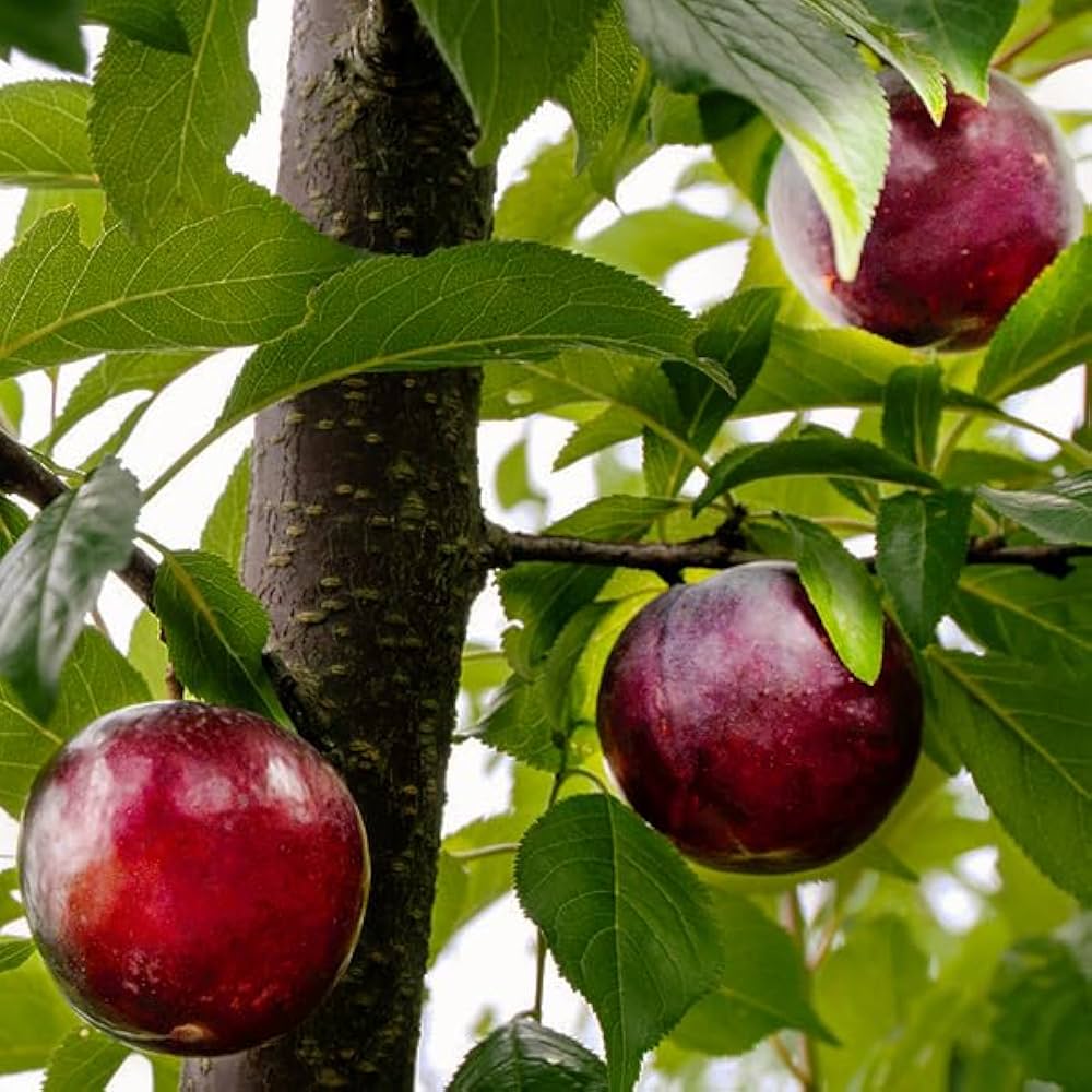 希少 メリーポピンズ チムチムチェリー オスモンドブラザーズ 7インチ レコード メリー・ポピンズ / チム・チム・チェリー / 7インチ EP