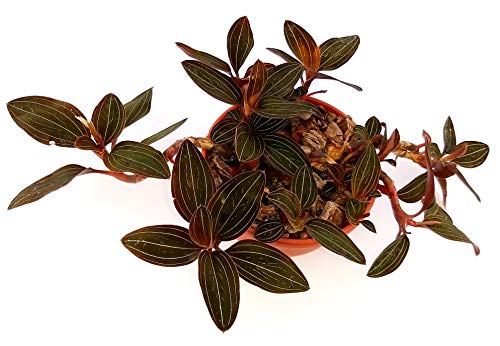 POWERS TO FLOWERS - ORCHIDEA LUDISIA, pianta vera