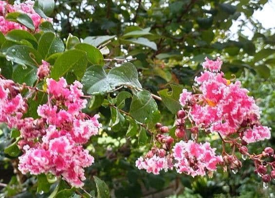 Amazon｜百日紅 サルスベリ さるすべり 苗 夏祭り (ペパーミントレース