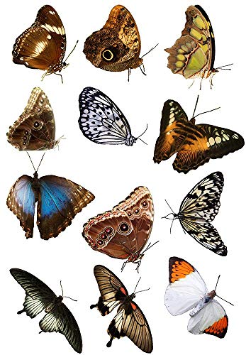 Moths and Butterflies - 89283 - Ceramic Decal - Enamel Decal - Glass Decal - Waterslide Decal - 3 Different Size Sheet (Images) to Choose from. Choose Either Ceramic (Enamel) or Glass Fusing Decals