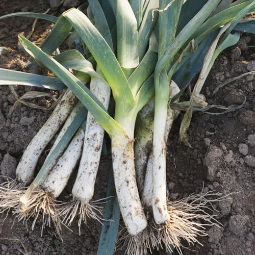 semi di porro biologico - esotiche resistenti cucina 1500pcs