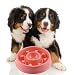 GOGOKING Dog Bowl Fun Anti-Choke Bowl Pet bowl Healthy Food Bowl Slow Feeder Dog Bowl Christmas Gifts (Love pink)