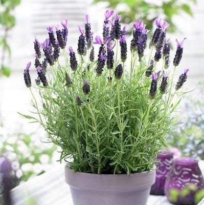 Flores De Lavanda Sancho Panza (Lavandula Stoechas Sancho Panza) Semillas Paquete de 100 semillas