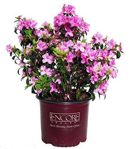 Azalea Encore Autumn Twist (Reblooming Azalea) Shrub, RB white/purple, #3 - Size Container Azalea Encore Autumn Twist (Reblooming Azalea) Shrub, RB white/purple, #3 - Size Container
