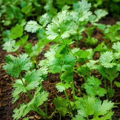 Semillas de cilantro para, semillas de cilantro - variedades antiguas invierno verdes jardín jardín del balcón 500pcs