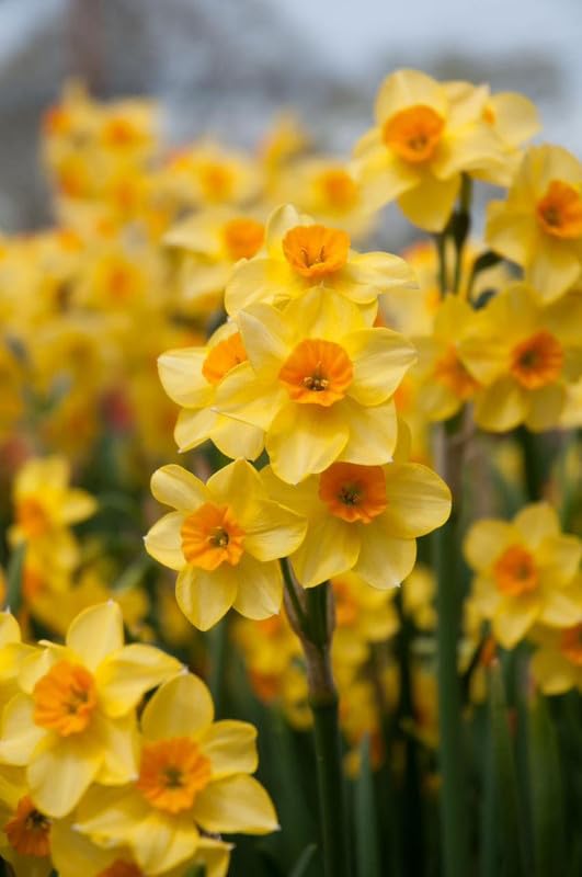 Daffodils Double Flowering Bulbs | white Daffodils Flower Bulbs for All Season Pot and Home Garden | Pack of 4 Bulbs