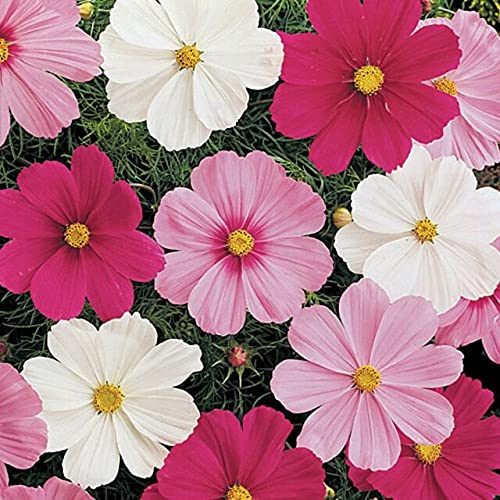 Urban Turtle® Cosmos Dwarf sensation mix flower seeds (B095RRMLJY) Amazon Price History, Amazon Price Tracker