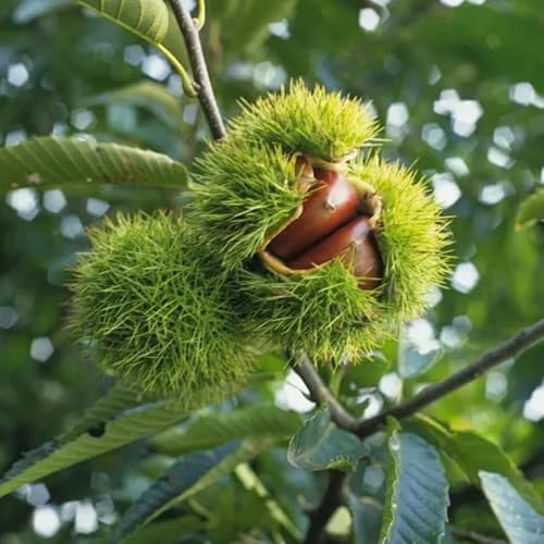 castaño semillas de castaño resistentes, exóticas resistentes castaña de balcón, real, verdes, 10pcs