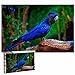 Cacatua dalla coda rossa dell'Australia Puzzle pour adultes 1000 pièces Souvenir de voyage en bois 30x20 pouces