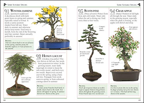 101 Essential Tips Bonsai: Breaks Down the Subject Into 101 Easy-to-Grasp Tips