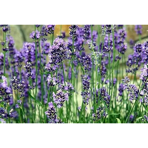 Just Seed Lavender Vera Herb Seeds - 1000 Pack Cover