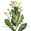 Hawaii Pharm Wild Lettuce (Lactuca Virosa) Liquid Extract, Wild Lettuce Dried Herb Tincture, Herbal Supplement, Made in USA, 2 fl. oz