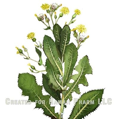Hawaii Pharm Wild Lettuce (Lactuca Virosa) Liquid Extract, Wild Lettuce Dried Herb Tincture, Herbal Supplement, Made in USA, 2 fl. oz