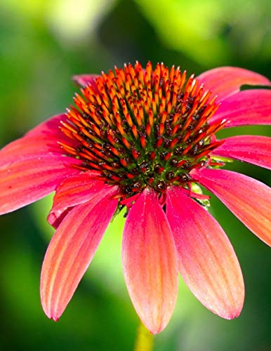 Preisvergleich Produktbild Notebook: echinacea herbs thyme dill basil parsley rosemary fennel coriander herbs oregano