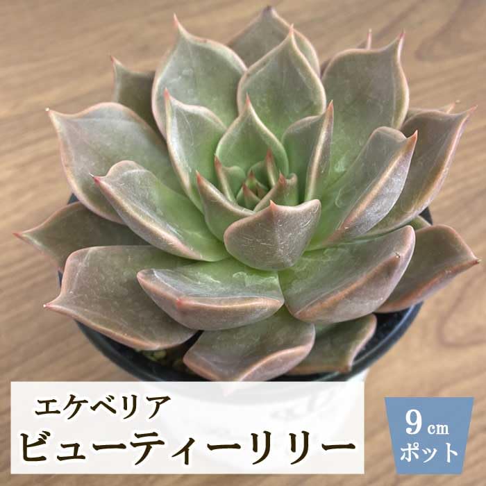 Amazon｜多肉植物 エケベリア ビューティーリリー 9cm ポット