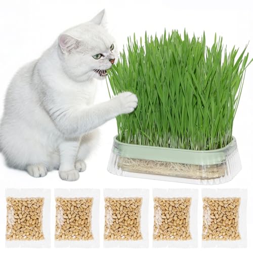 Hydroponic Cat Grass Grow Kit with 5Pack Non GMO Seeds Organic Grass Growing Kit Cat Grass for Indoor Cats Soil-Free Planter Perfect for Beginners Ideal Birthday Gift for Cat Lovers