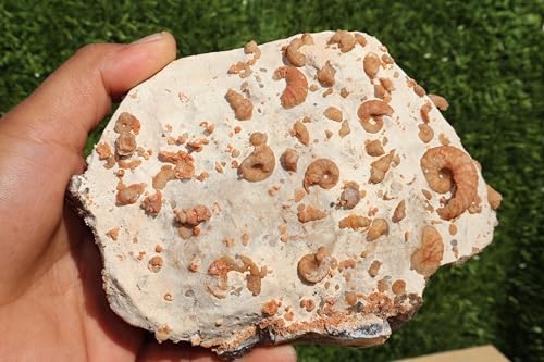 Image of Douvilleiceras & Gastropods Plate Cretaceous Fossils Fossils from Morocco Fossil Rock ammonites Fossil A113