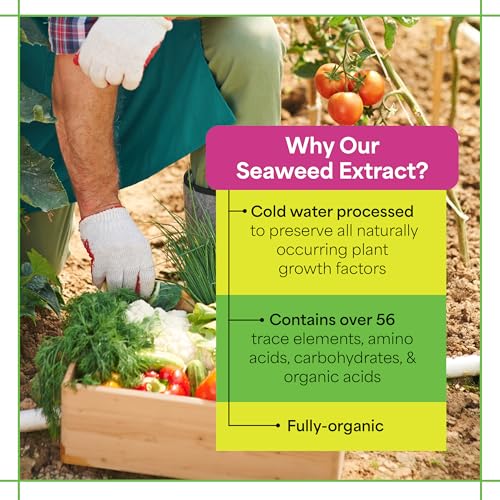 Image of Grow More Liquified Seaweed Extract Fertilizer for Plants - 16oz of Liquefied Natural Liquid Kelp Fertilizer - 11% Organic Kelp Plant Food for Transplant Protection & Root Development
