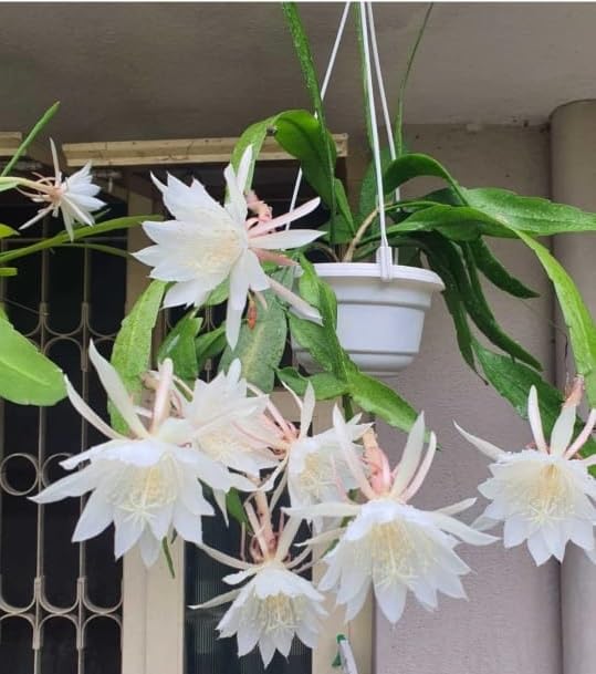 See full amazon price history chart for MALLICK GREENARY Brahma Kamal/Night Queen Flower live Plant (Pack OF 1) MALLICK GREENARY Brahma Kamal/Night Queen Flower live Plant (Pack OF 1) (B0D9QYCKXC) Amazon Price History, Amazon Price Tracker