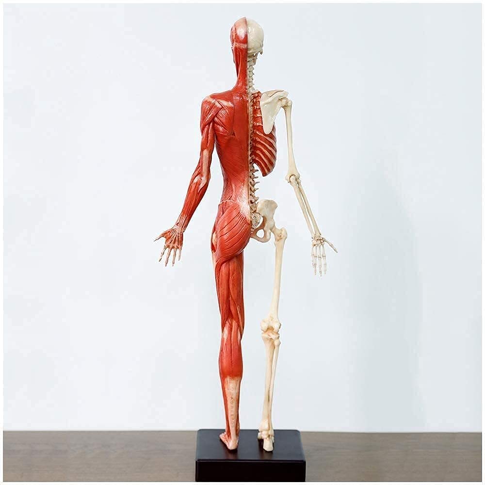 Anatomie féminine, modèle Humain, Artisanat, modèle Anatomique Humain pour Le Dessin, Outil d'art de référence médicale