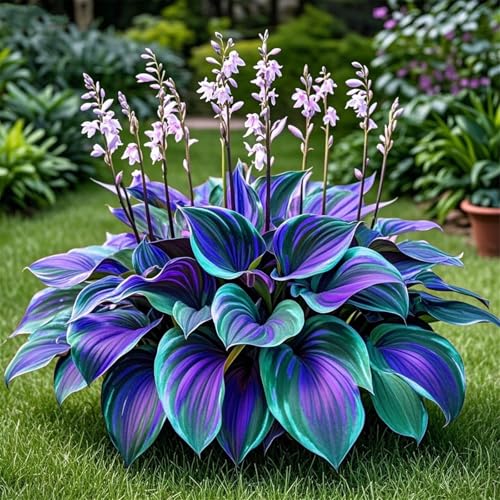 Hosta,/Los Hosta se utilizan para el cultivo y crecen rápidamente.perenne,de rápido crecimiento, buena para jardines,decoración interior y exterior-4tubérculos-A