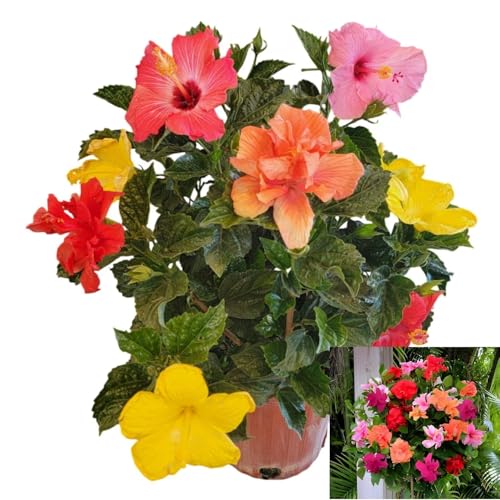 Image of Double Petal Multi Hibiscus Live Plant Tree | 10 Colour Flowering Plant | Beautiful Indoor Outdoor Plant | For Home Garden, Balcony & Decoration | Healthy Live Plant (Without Pot)