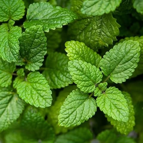 Premier Seeds Direct Organic Lemon Balm Seeds Cover