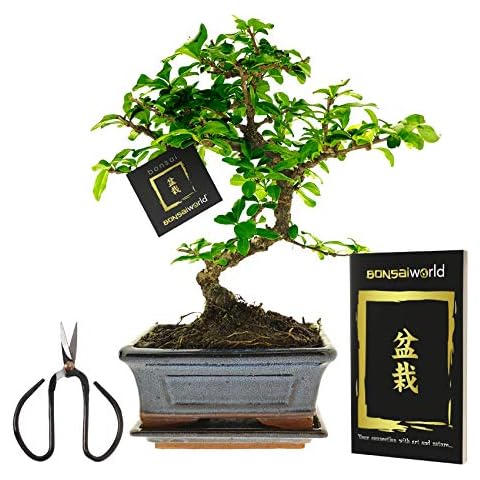 Bonsaiworld Bonsai Baum Starter Kit - Ideales Änfanger-Pflegeset mit Buch & Schere - Zimmerbonsai Echt S-Form, ca. 10 Jahre alt - Pflegeleicht, tolle Dekoration für Wohnzimmer & Büro - Höhe: 25-30 cm Cover